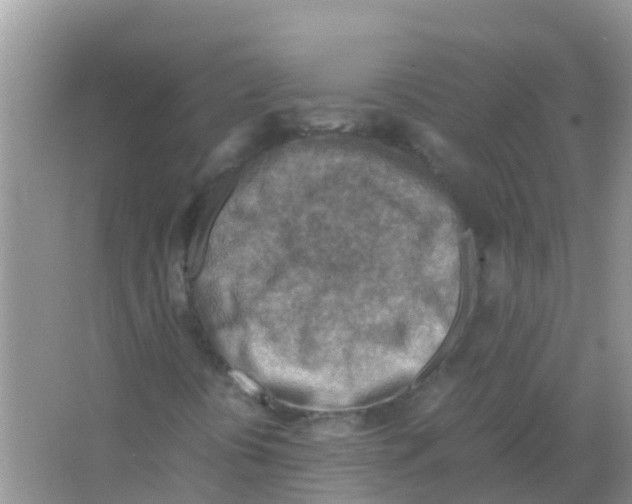 X0000066021394200603312037