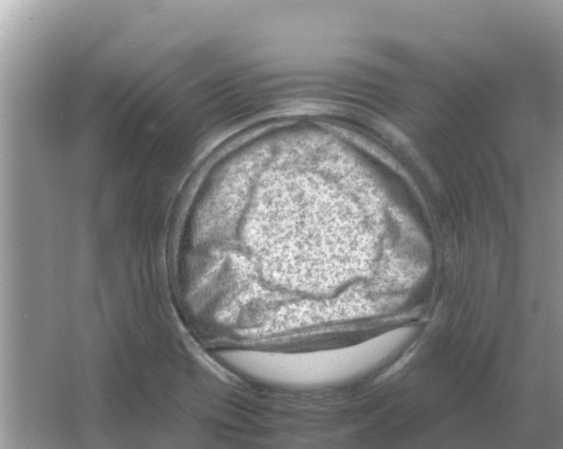 X0000066021417200603312037