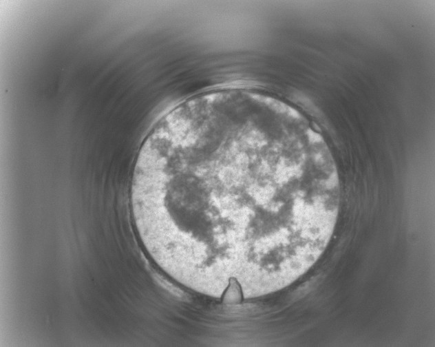 X0000066021425200603312037