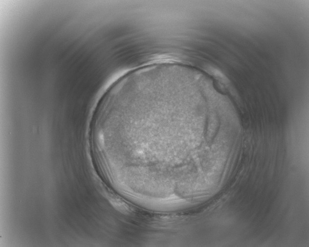 X0000066021427200603312037