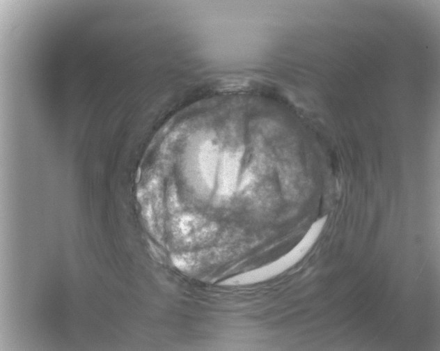 X0000066021441200603312037