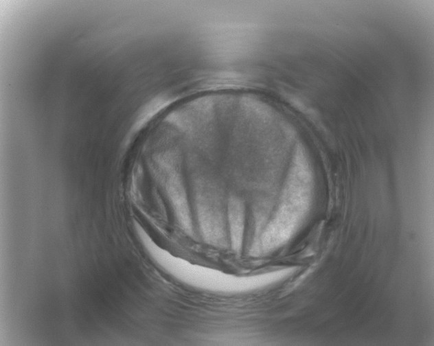 X0000066021453200603312036