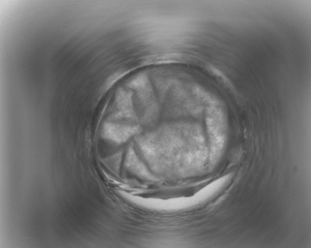 X0000066021457200603312036