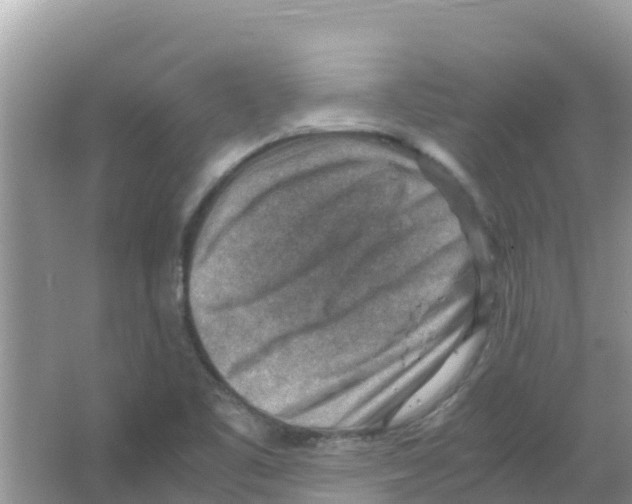 X0000066021461200603312036