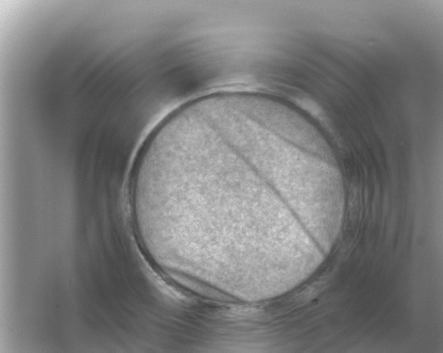 X0000066021466200603312036