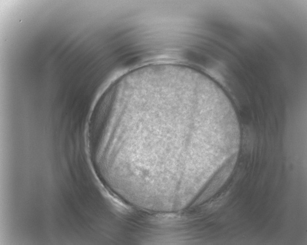 X0000066021474200603312036