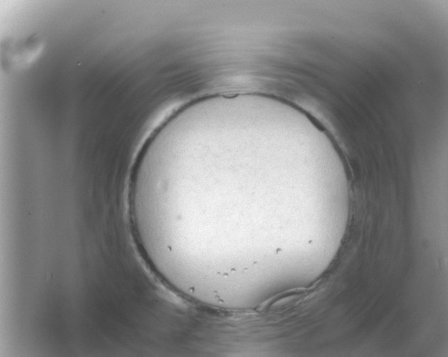 X0000066021477200603312036