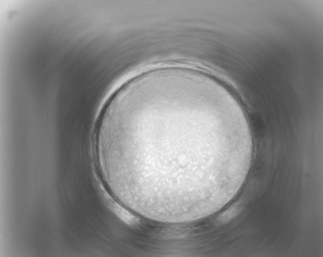 X0000066021514200603312035