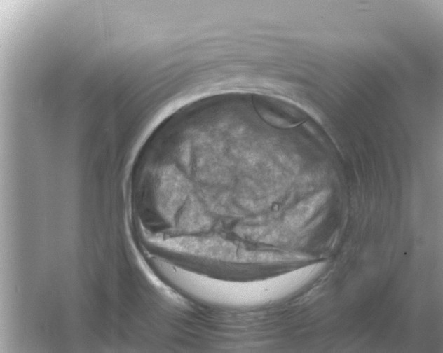 X0000066021515200603312035