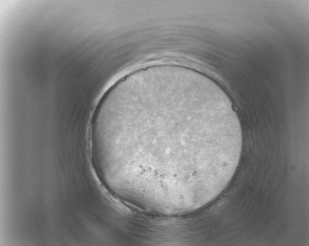 X0000066021522200603312036