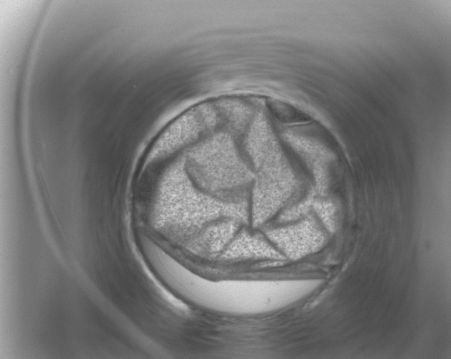 X0000066021525200603312036