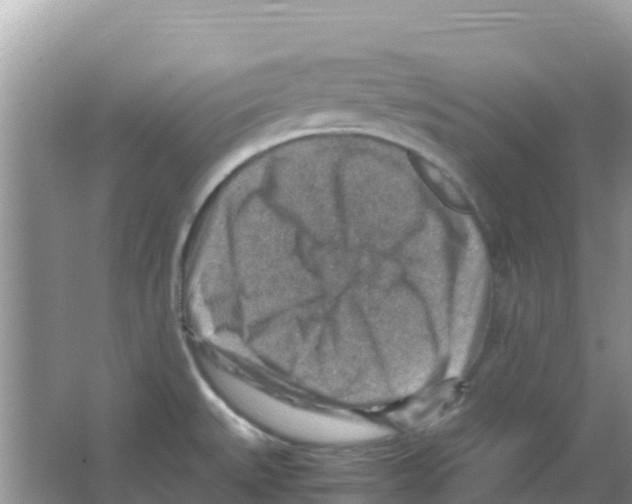 X0000066021527200603312036