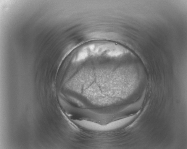 X0000066021529200603312036