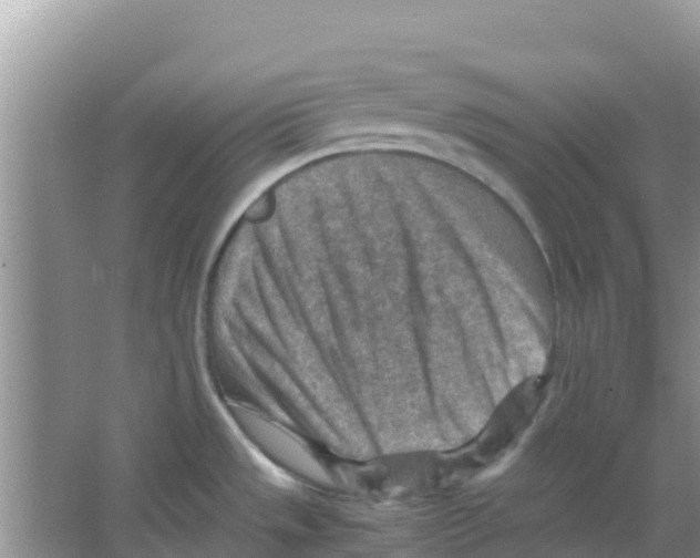 X0000066021533200603312036