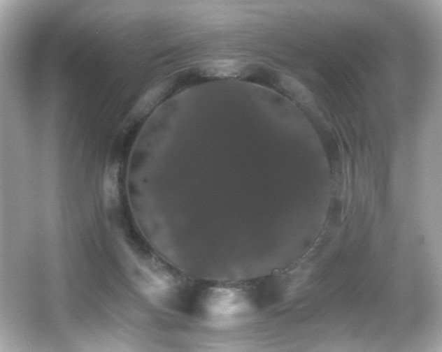X0000066080167200603101149