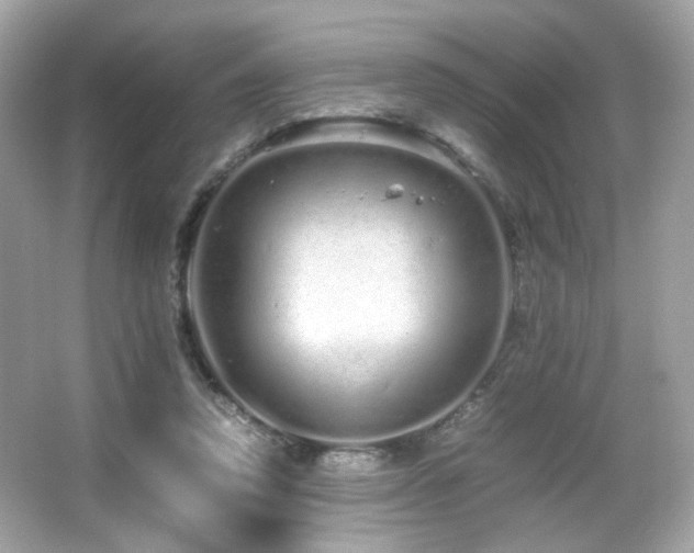 X0000066080354200603101146