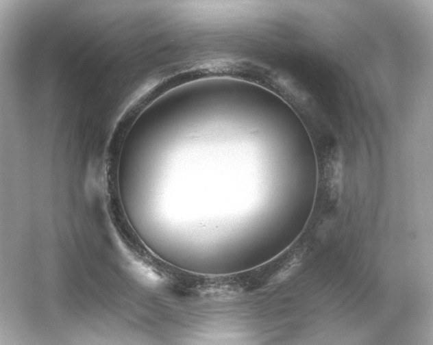 X0000066080730200603101139