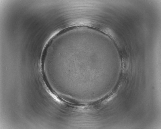 X0000066080780200603101139