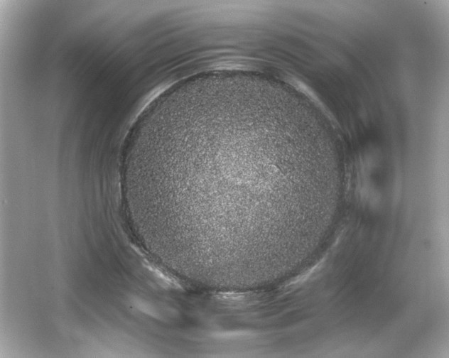 X0000066080829200603101138