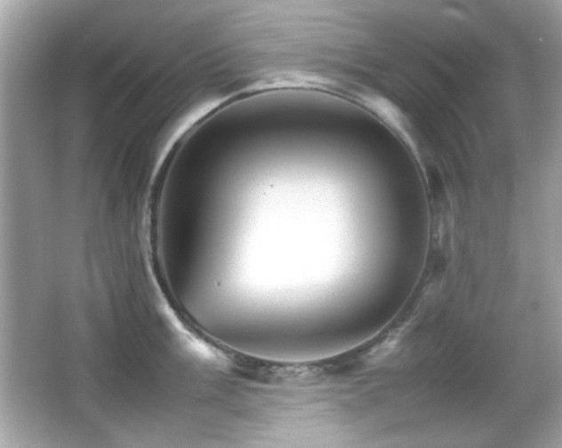 X0000066081003200603101135