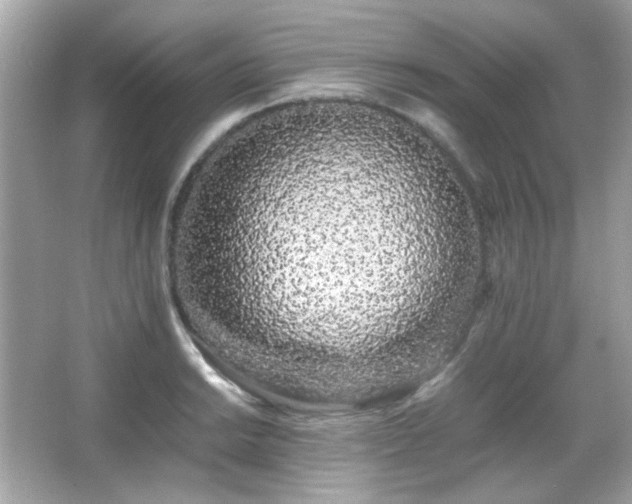 X0000066081038200603101135