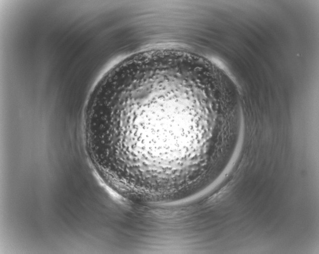 X0000066081046200603101135