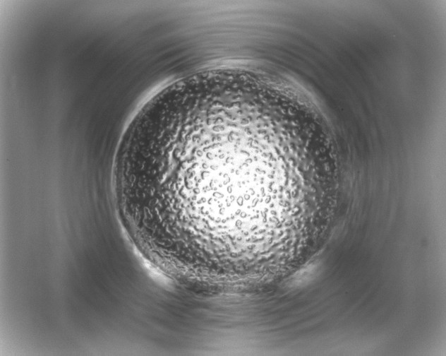 X0000066081050200603101135
