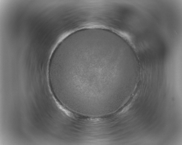 X0000066081231200603101132
