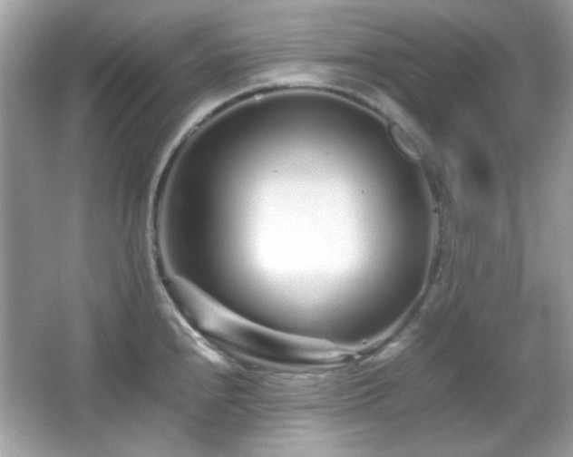 X0000066081240200603101132