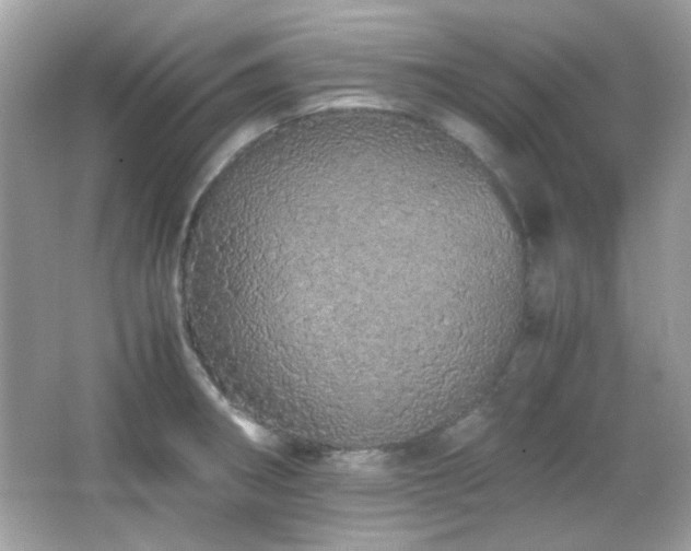 X0000066081282200603101131