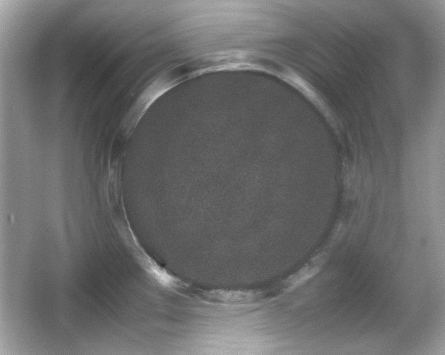 X0000066081289200603101130