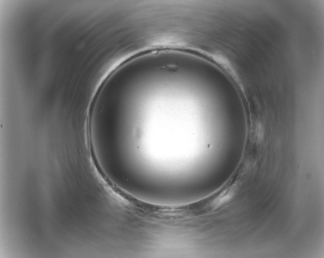 X0000066081295200603101130
