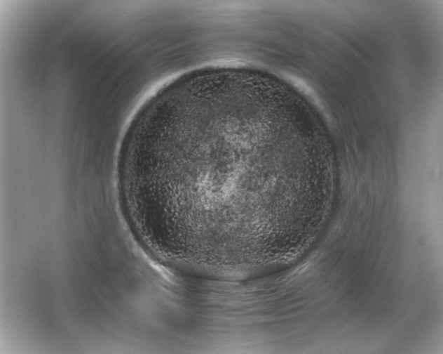 X0000066081327200603101130