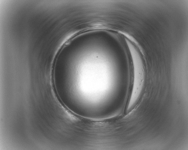 X0000066081333200603101130