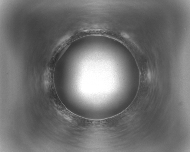 X0000066081350200603101129