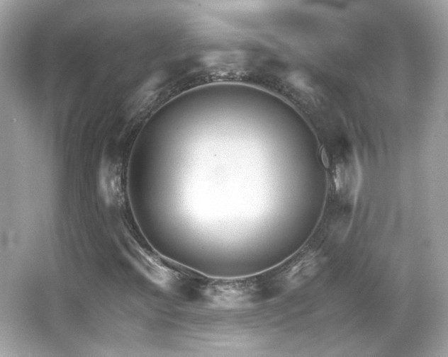 X0000066081396200603101128