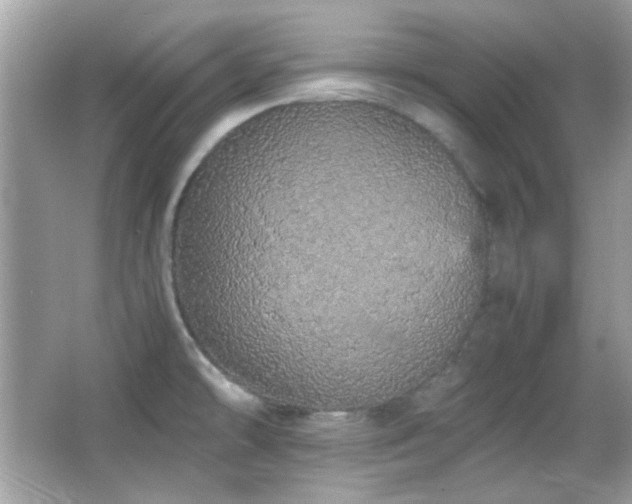 X0000066081478200603101127