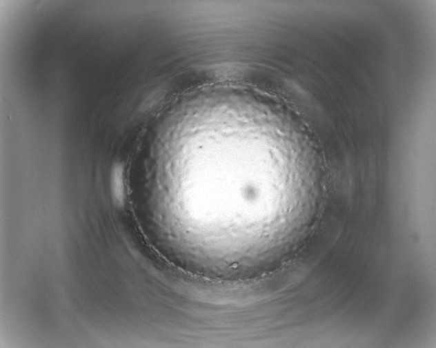 X0000066080028200603131149