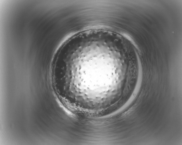 X0000066081046200603131133