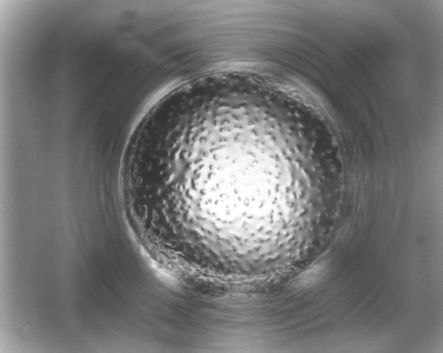 X0000066081050200603131133
