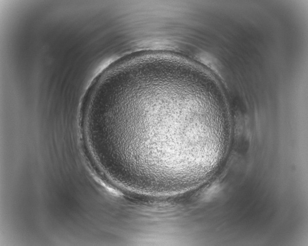 X0000066081071200603131132
