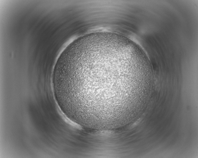 X0000066081090200603131131