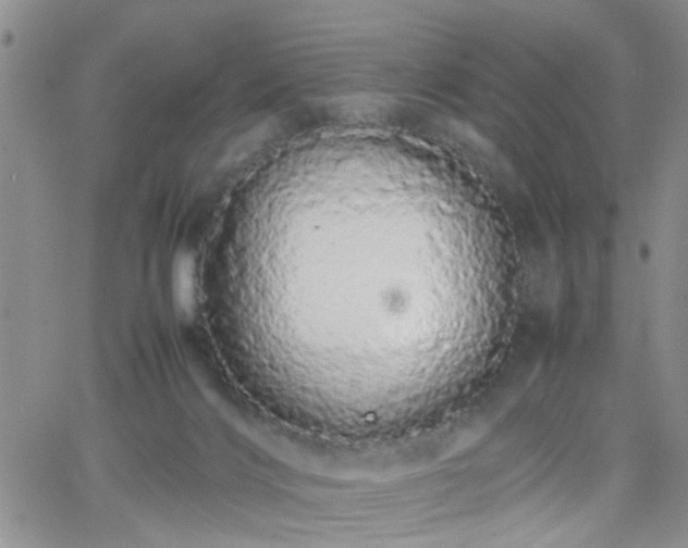 X0000066080028200603171042