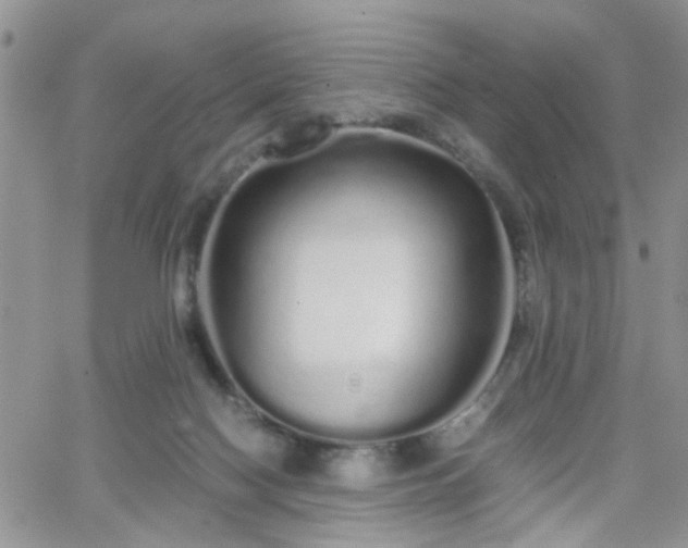 X0000066080074200603171041