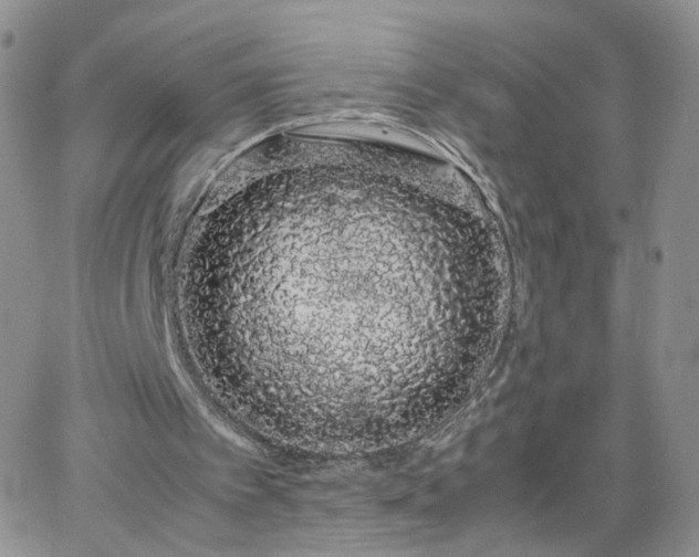 X0000066080097200603171040