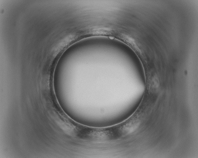 X0000066080299200603171037