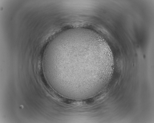 X0000066080499200603171034