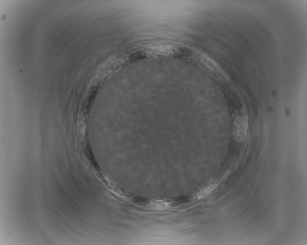 X0000066080701200603171031