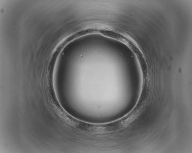 X0000066080783200603171029