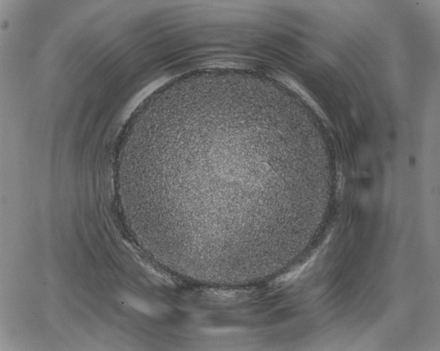 X0000066080829200603171028